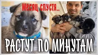 7 щенков спустя месяц. Пристраиваем по всему миру.