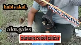 mikat burung umpan jangkirik