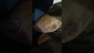 The cutest little puppy snores #dachshund #puppy #sausagedog