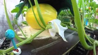 Hydroponic Giant Atlantic Pumpkin Timelapse.