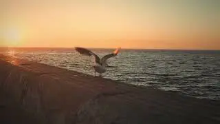 relaxing string instruments musics