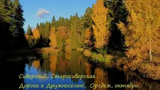 Сиверский, Старосиверская:  Дорога к Дружноселью, Оредеж, октябрь...