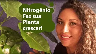 NITROGÊNIO para sua planta crescer rápido e bem verdinha #nitrogenionasplantas