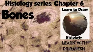 HISTOLOGY OF BONE- Histology Series Chapter 6