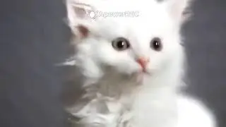 Котята тоже умеют петь! Cat Music