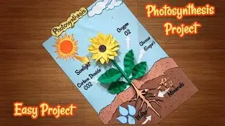 Photosynthesis Model For School Project | Photosynthesis Science 3D Model project 