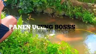 MANCING DISINI PANEN UCENG||FULL STRIKE!!! #mancingikan #mancinguceng #fishingindonesia