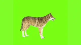 Fox Green Screen Video, Wolf Green Screen Video! 