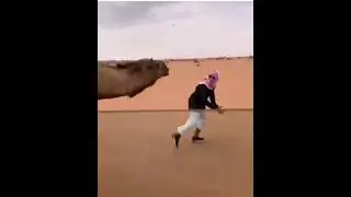 Не грози Верблюду🤣#Shorts