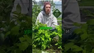Как получить шикарный урожай малины #сад #огород #малина