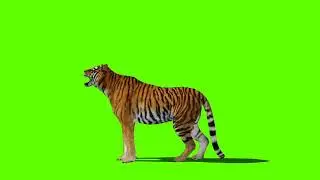 Tiger Green Screen | Green Screen Tiger Roaring | No Copyright Video|