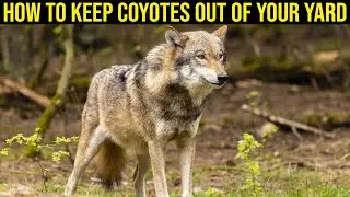 How to Keep Coyotes Out Of Your Yard - (Easy Steps)