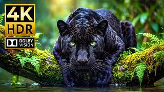 Breathtaking Wildlife in 4K HDR | Ultra-Smooth 120FPS Dolby Vision for OLED & QLED TVs