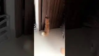 Cat chasing laser door