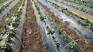 10 апреля. Смотрим разницу от агроволокна. Травим клеща.