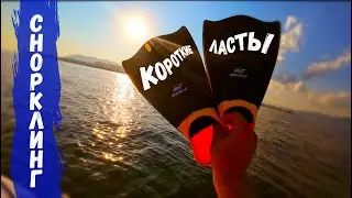 Короткие (тренировочные) ласты для подводного плавания, снорклинга WHALE (сноркелинг)
