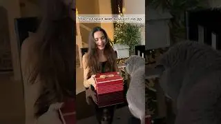 Сегодня мой день рождения 🥳 и вот что подарил мне Барон 😂 как вам подарочек? #котбарон