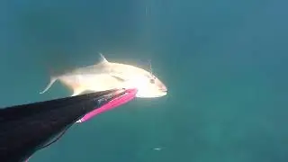 Akya Avı 20 Kg - Amberjack Hunt 20 Kg