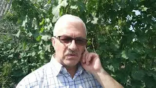 Виноград на Южном Урале, выращенный с ЭмЭко.