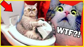 Funny Cats That Actually Exist