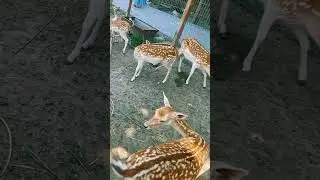 Какие звуки издает Европейская лань