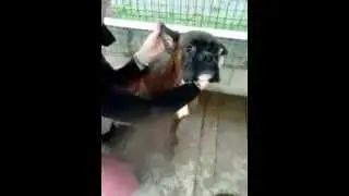 les deux boxer de la spa