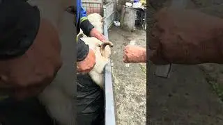 Cutting horns off rams #sheepfarming #sheephusbandry #youtubeshorts #farming #viralshortvideo