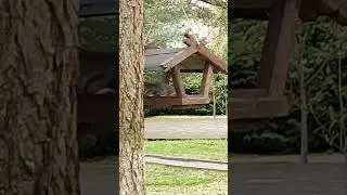 Белка squirrel