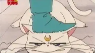 Bunny tramples a cat
