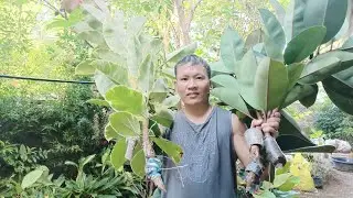 COMPARING FICUS ELASTICA ROOTED  IN PLASTIC CUP VS. CELLOPHANE