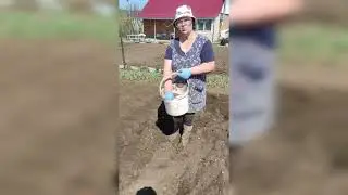 Посадка картофеля под культиватор.