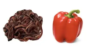 Red Pepper vs Worms | 30 Day Time-Lapse Fast Playback