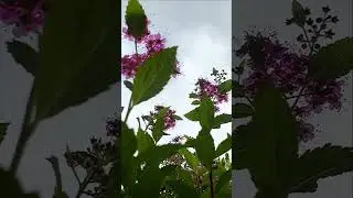 Цветёт спирея Antony Waterer в ногах у Ликвидамбра 🌸🌸Мой сад в июле.🌸🌸 Радует манжетка и молиния
