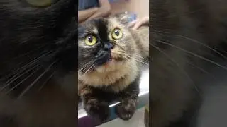 my cat my love #petlover #foryou #shortsfeed #catshorts