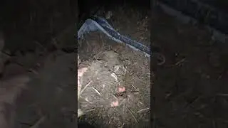 Биогумус Янгибозор Хоразм савдони давом килдирамиз 99 628 05 77. 90 579 05 77