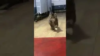 Raptiye Rap Rap... Asker Kedi...