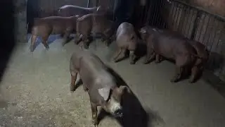 Набиваю клієнтуру🤣❗️Чому не так як у других❓️ Дешеве не завжди плохе❗️pig farm