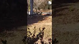 Олени в дикой природе: путешествие по моей земле #жизньвсша #влог