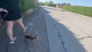 HAR DU ÉN NERVØS HUND?