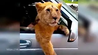 Умом РОССИЮ не понять ПРИКОЛЫ 2017 FAIL Compilation RUSSIA Fail #49