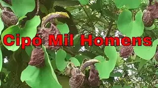 Conheça o cipó milome planta medicinal (Cipó Mil Homens)