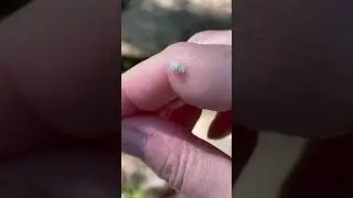 Debris-carrying Lacewing Larva