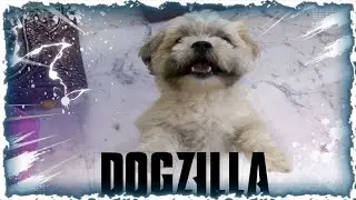 It's DOGZILLA!!!