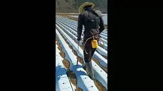 What will hppen if Ninja work as a Farmer😎