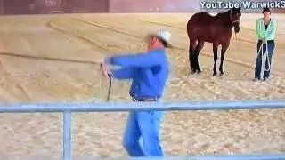 Cat Versus Horse