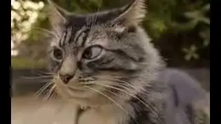 ПРОНИЦАТЕЛЬНЫЙ КОТ