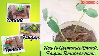 टमाटर भिंडी बैगन उगाने का सबसे आसान तरीका | How to grow brinjal okra tomato from seeds