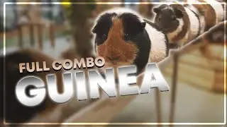 GUINEA PIG BRIDGE FC!!!! OSUUUUUUU