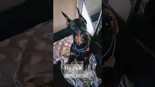 Собирайся! Идём на пруд! 