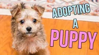 Adopting a PUPPY!